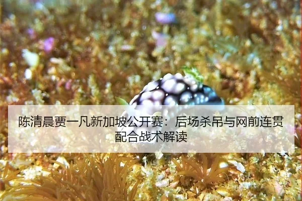 陈清晨贾一凡新加坡公开赛：后场杀吊与网前连贯配合战术解读